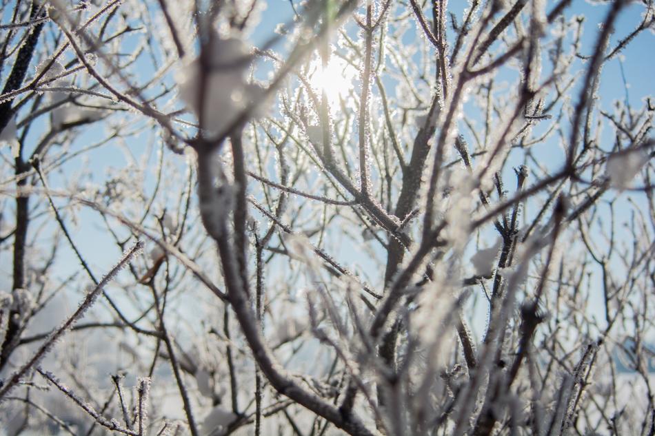 Nature Trees Branches
