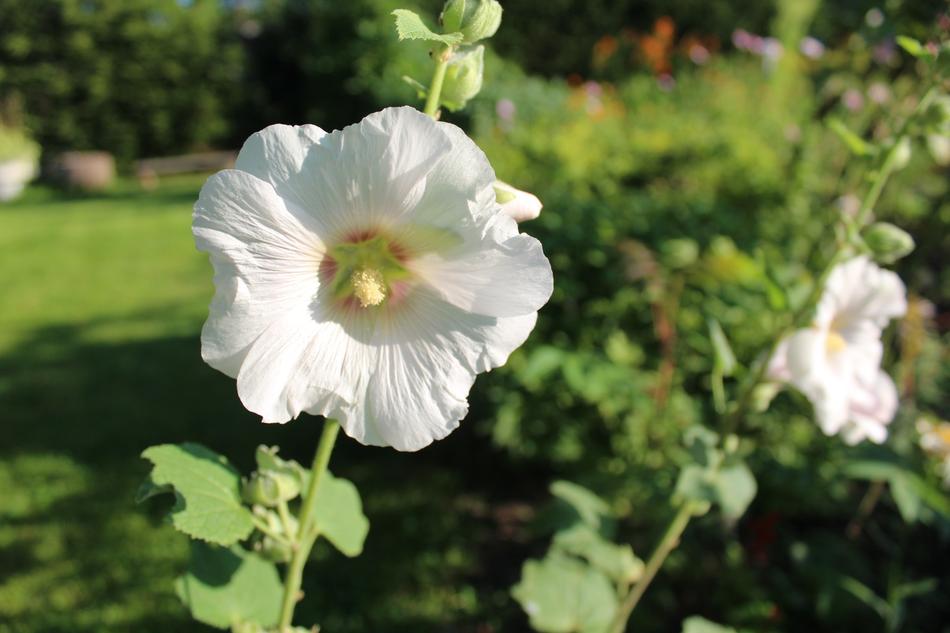 Mallow White Flower in the Garden