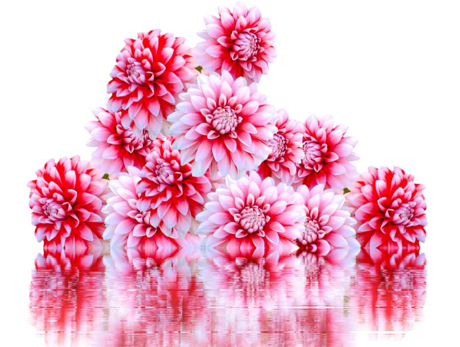 frozen pink flowers