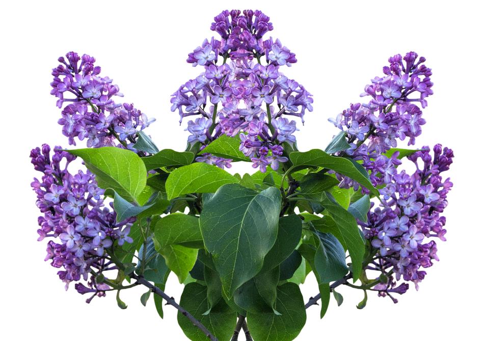 Lilac Spring Flower isolated