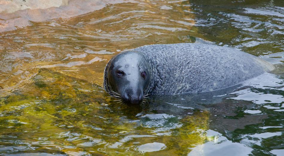 Swimming Seal Aquatic Animals