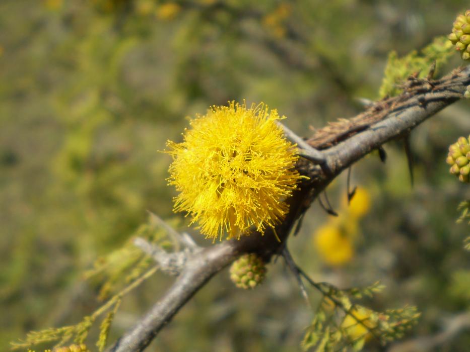 Aromo Yellow Flower