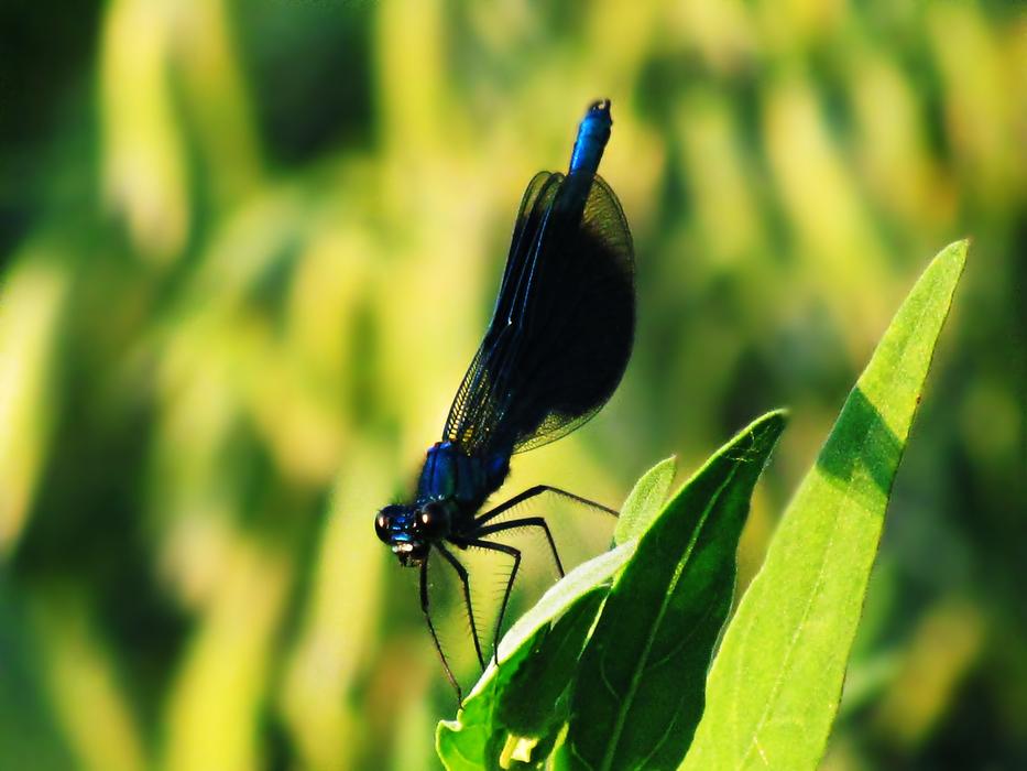 Wazka Dragonfly Insect