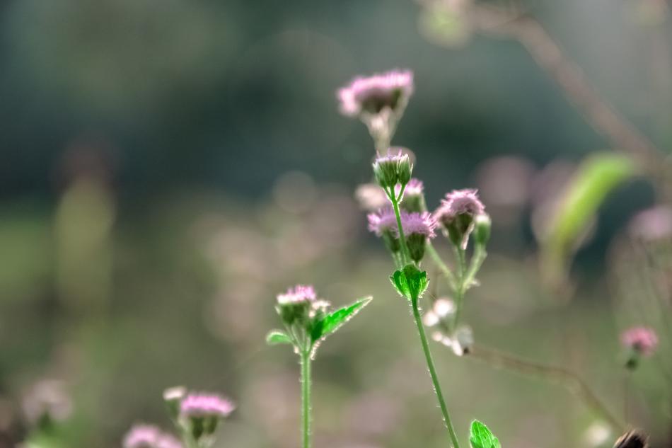 little pink wildflowers