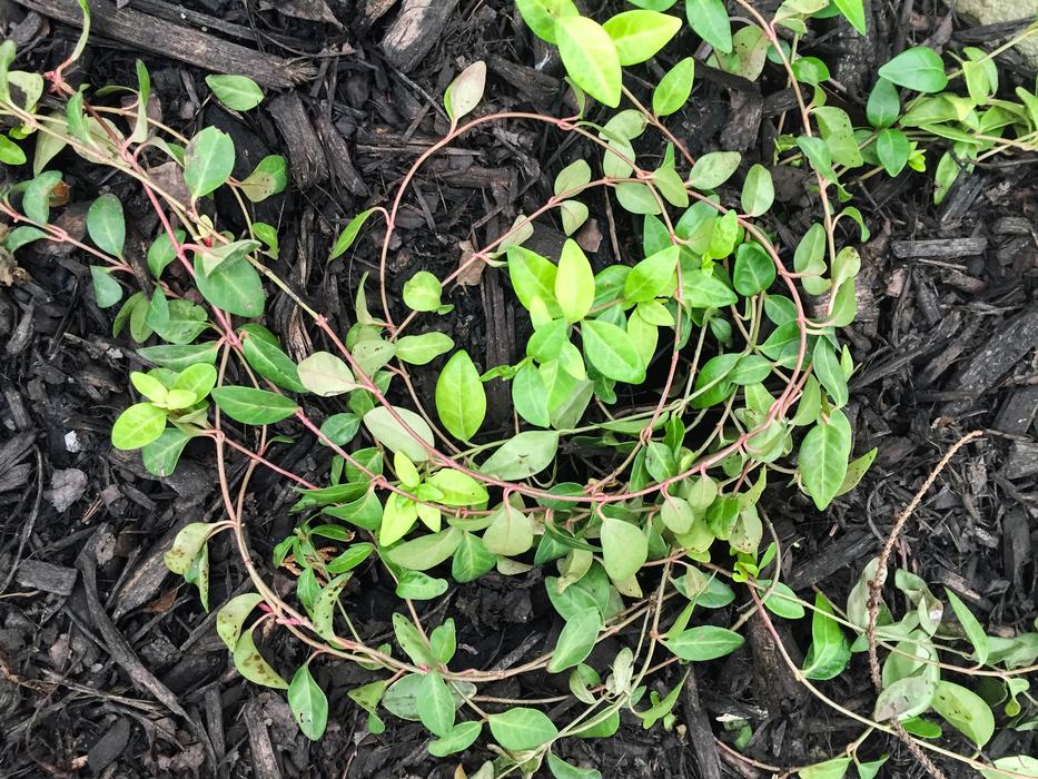 Leaves Wood Chips
