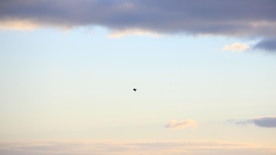 Bird Flying Animals