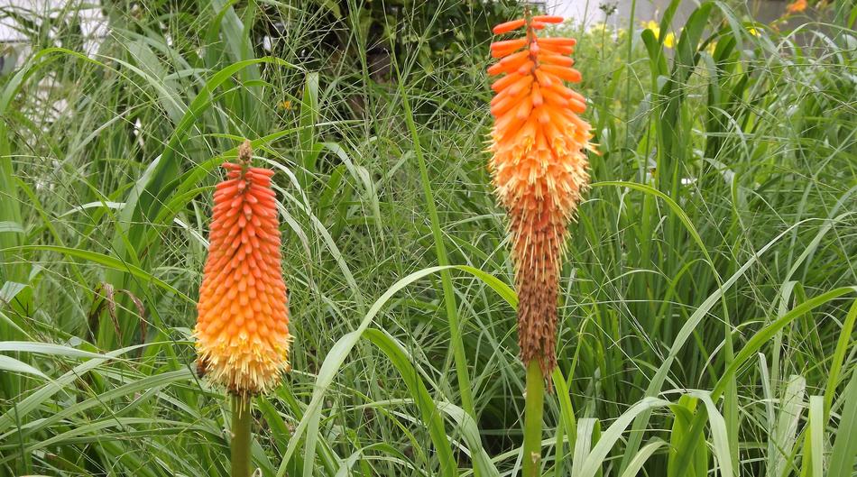 Plants Flowers Trytoma Flowering