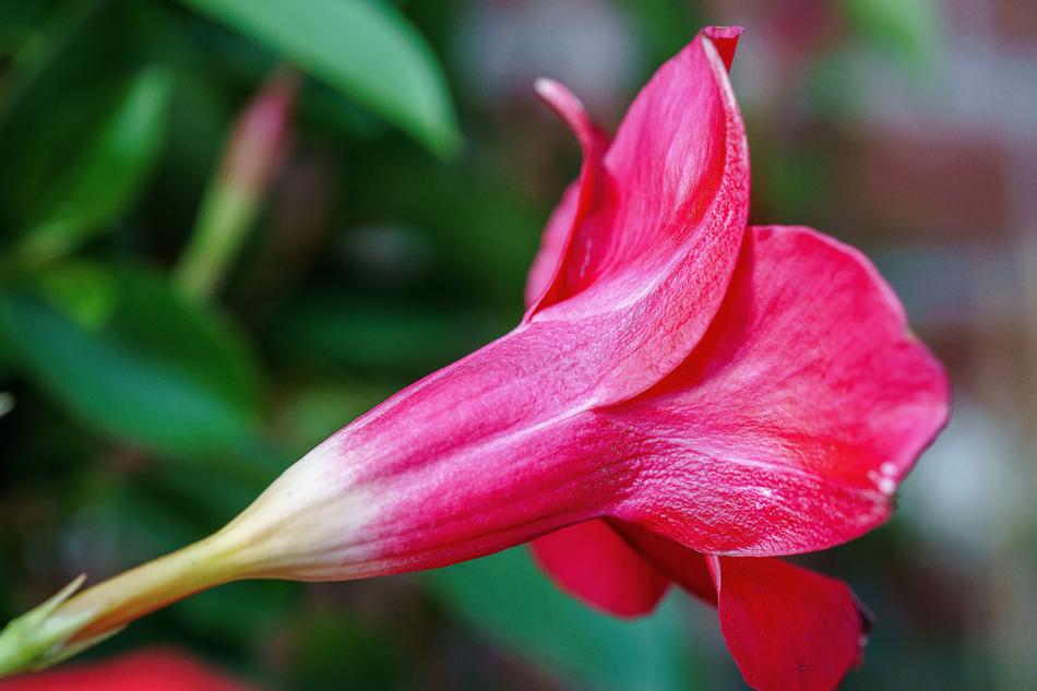 rosebud close up