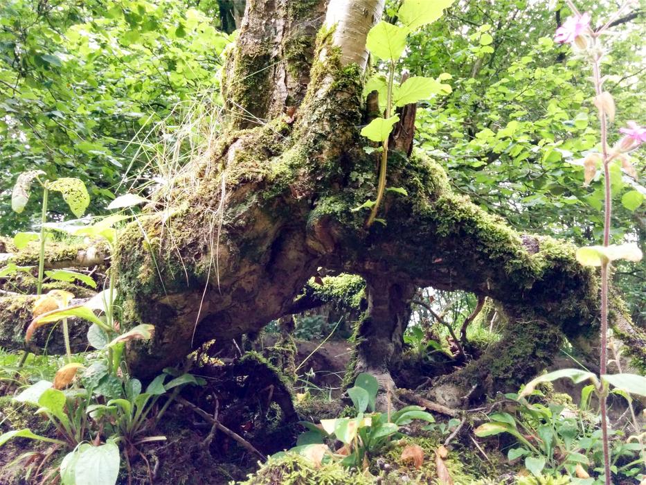 Trees Stump Roots in forest