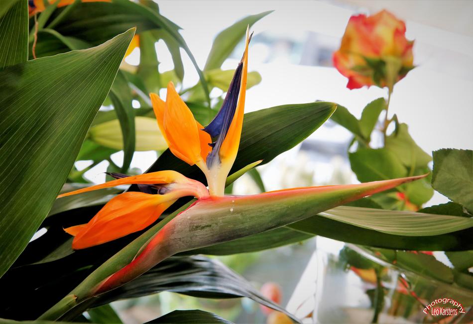 beautiful flowers on green foliage