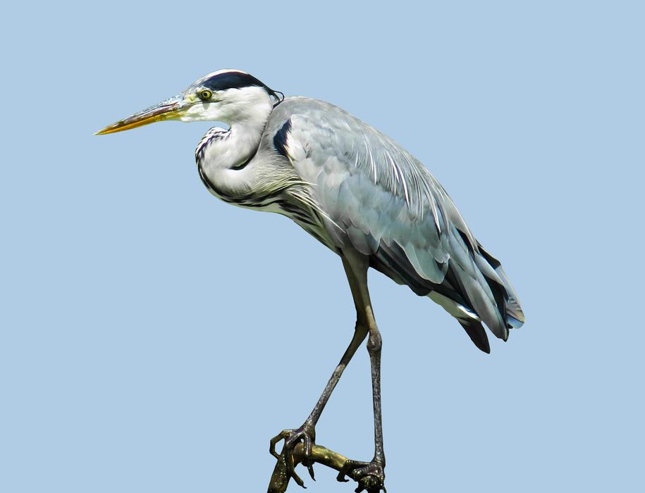 wild Bird Heron Water
