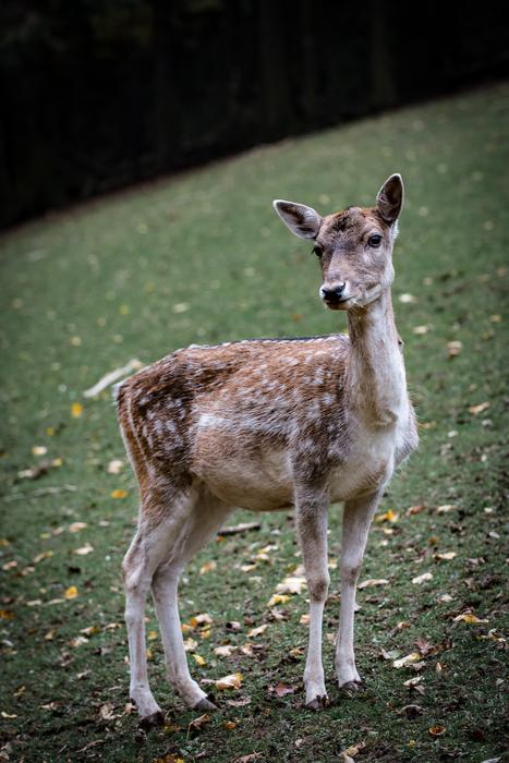 Nature Roe Deer Forest Fallow