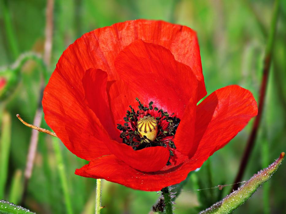closeup photo of red Poppy in summer