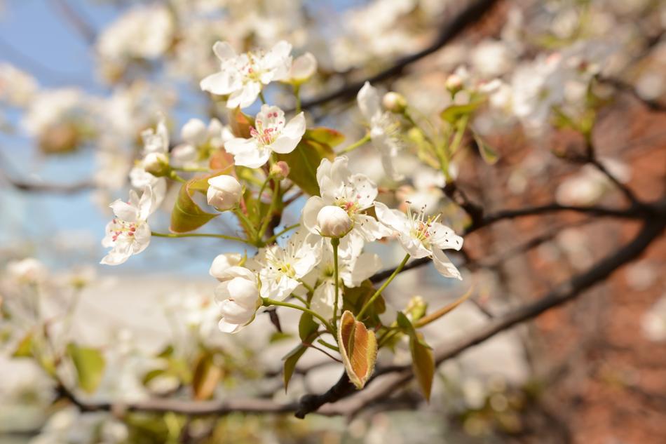 white Flowers on cherry tree