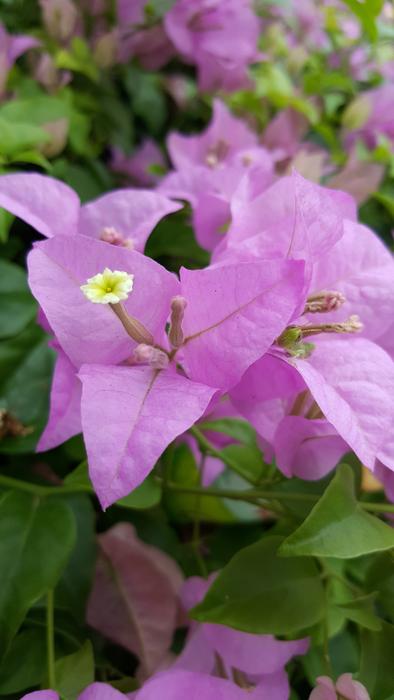 Purple Flora Flowers in garden