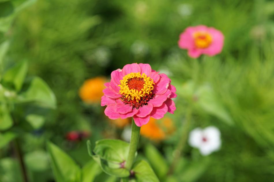pink Flower Blossoms and greenery