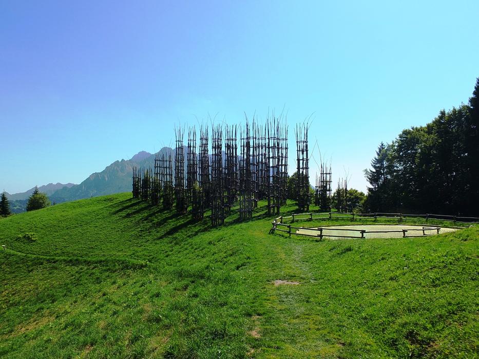trees with a beautiful green meadow