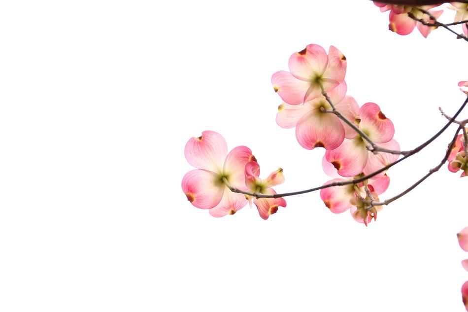 Flowers White Background