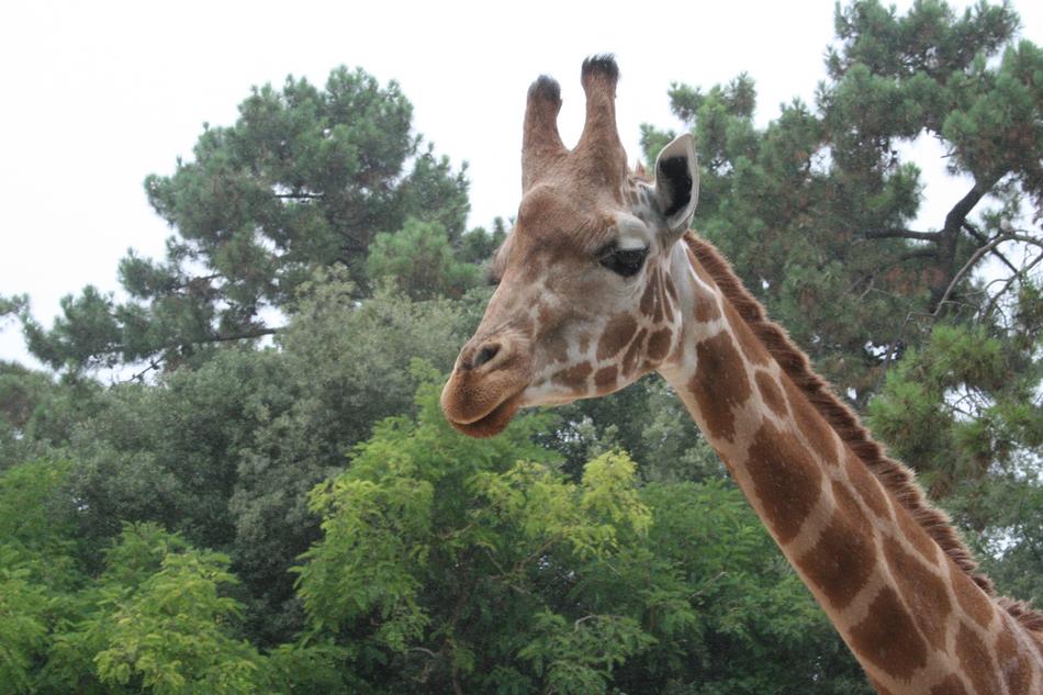 Giraffe Tree