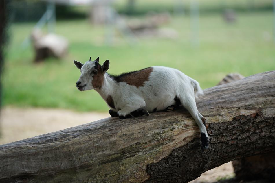 Goat Rest Funny