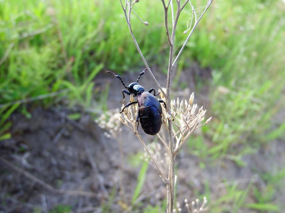 black beetle on a dry plant in the field