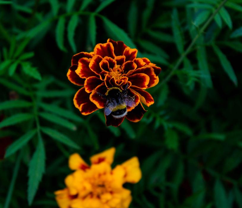 Summer Flower