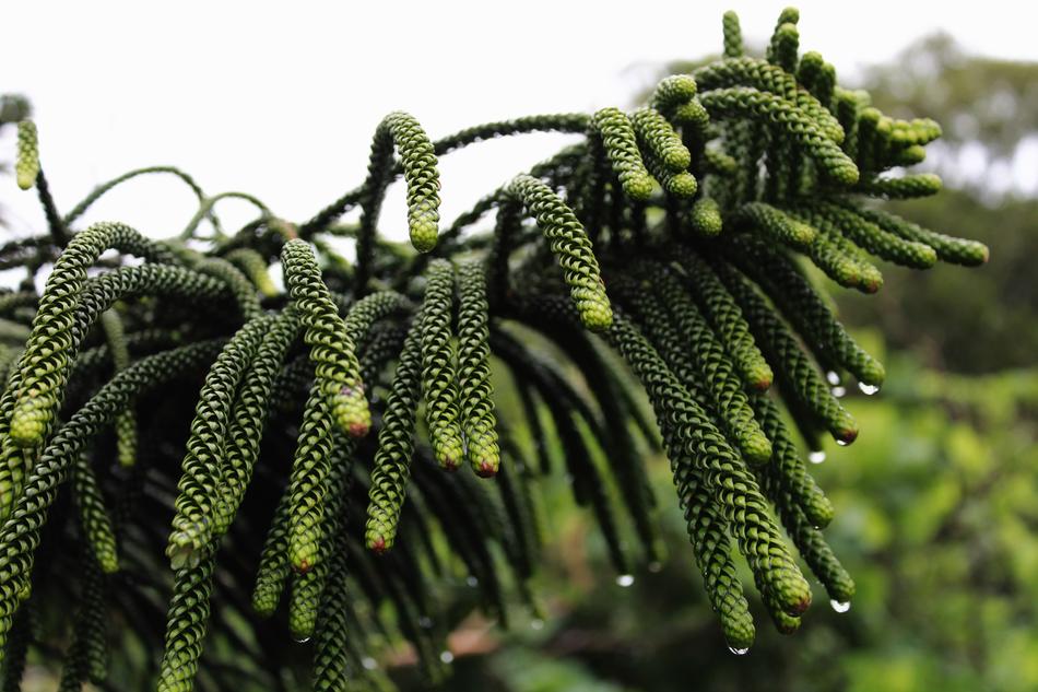 Green Pine at Rain
