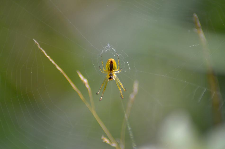 Spider Web Strained Networks