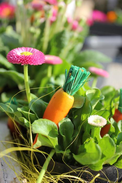 Easter Carrot and Flowers in garden