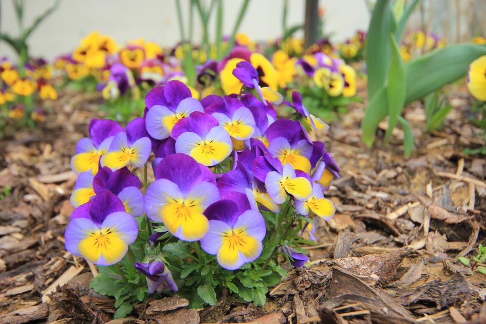 Flower Blossom Bloom Close