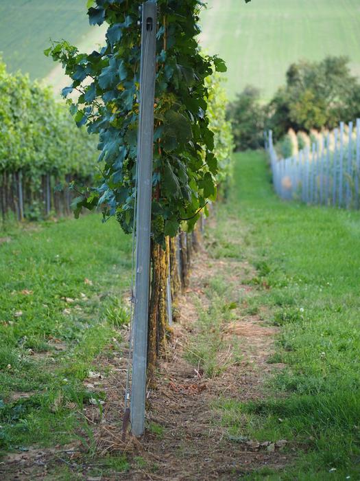 Vineyard Wine harvest