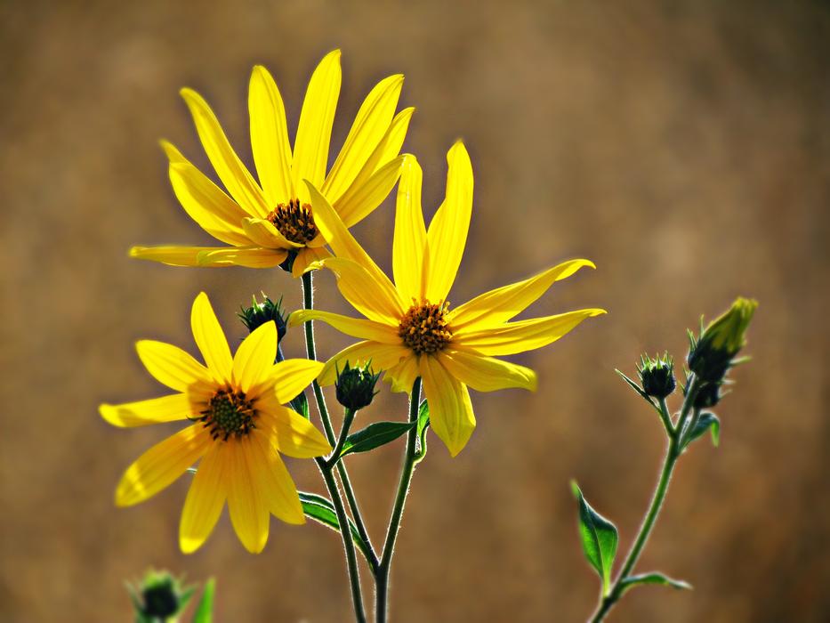 yellow flowers on a stem landscape