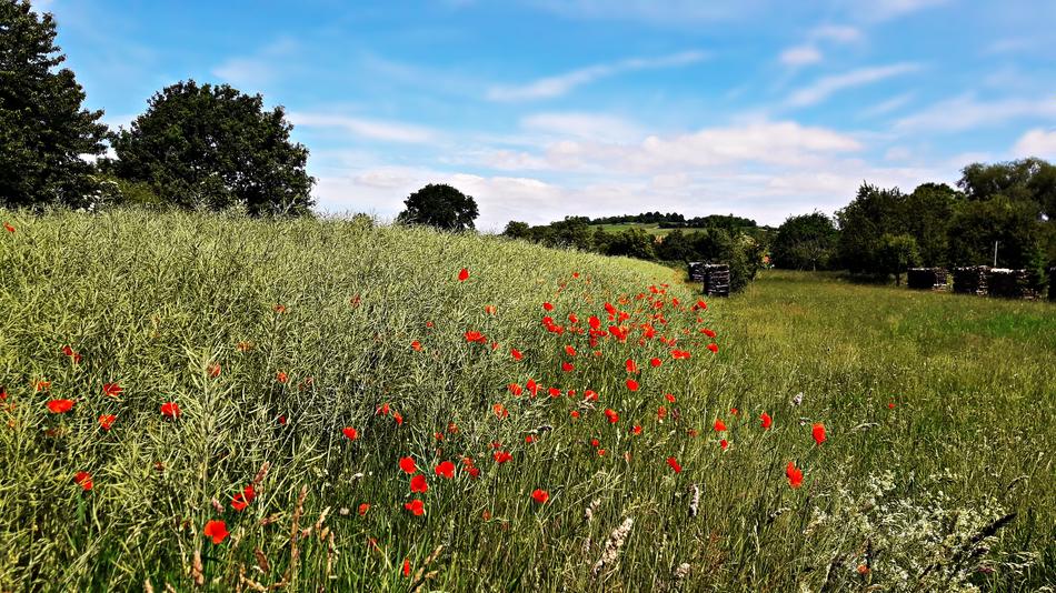 red flowers in a green field