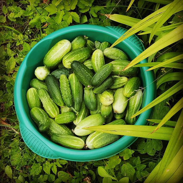 Cucumbers in a basin