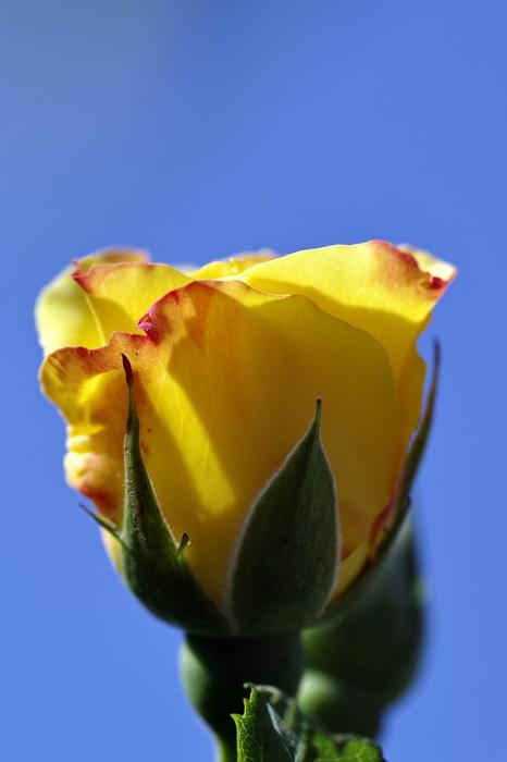 Orange Yellow Rose bud closeup photo