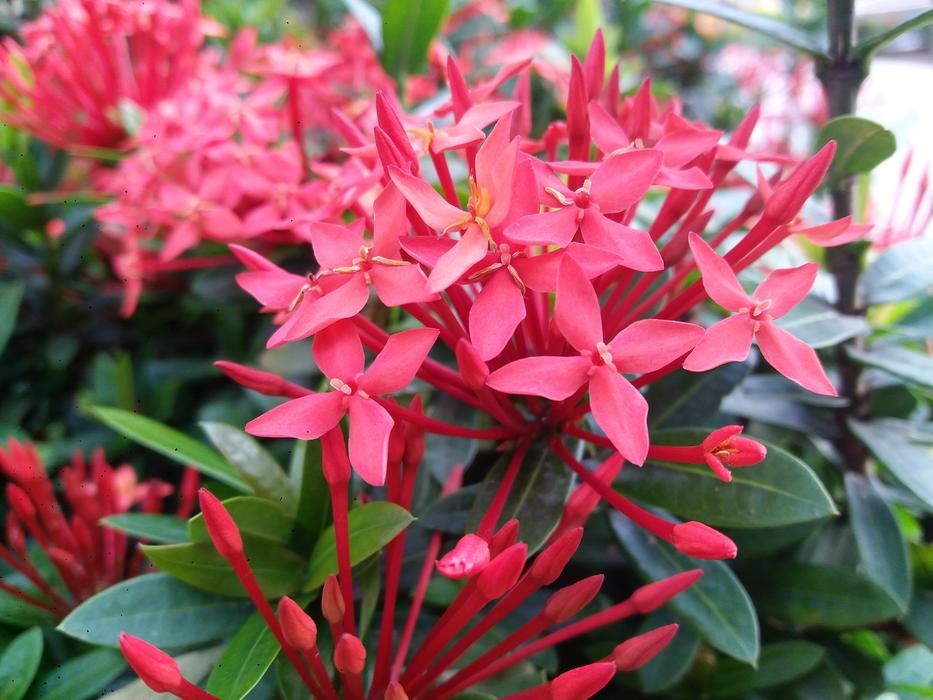 pink Flowers bush in Nature