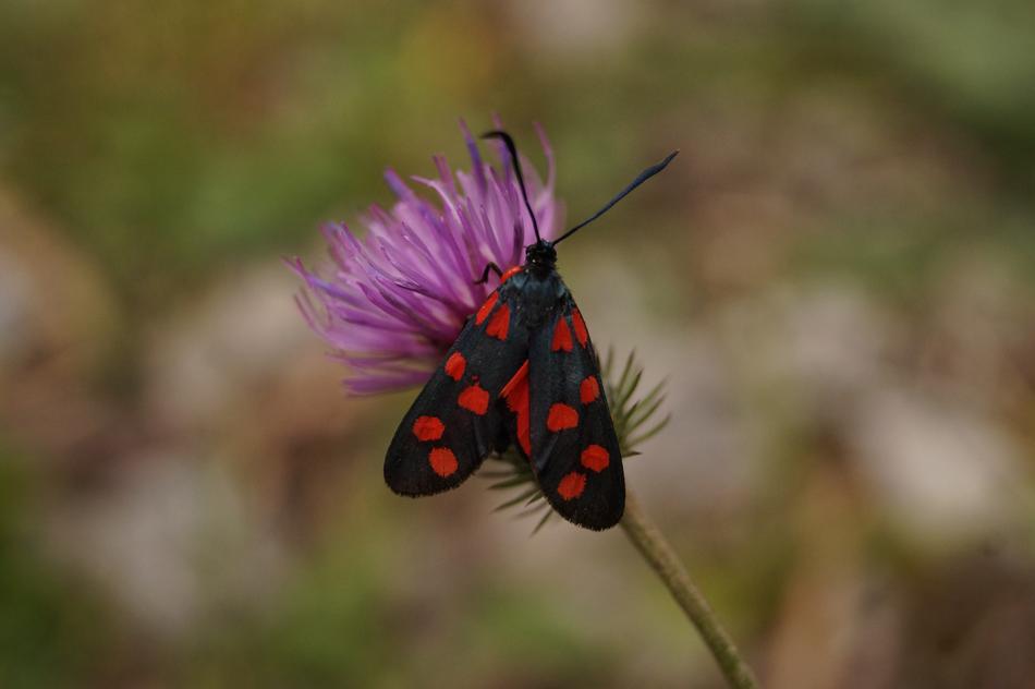 Butterfly Variable Rotwidderchen