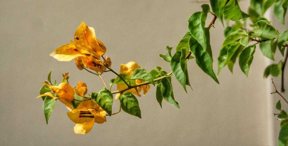 yellow flowers on a branch with leaves