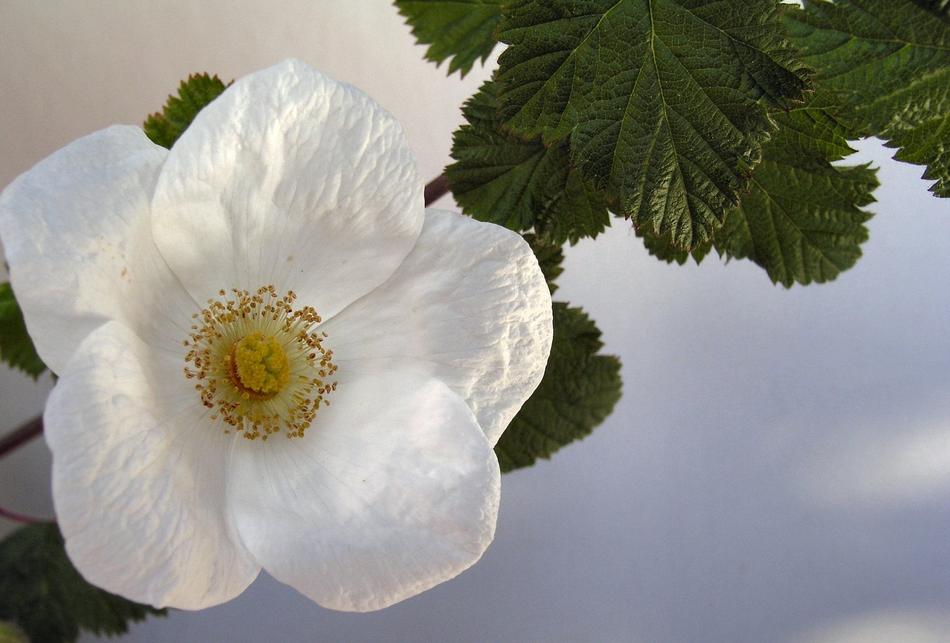 Flower Bloom