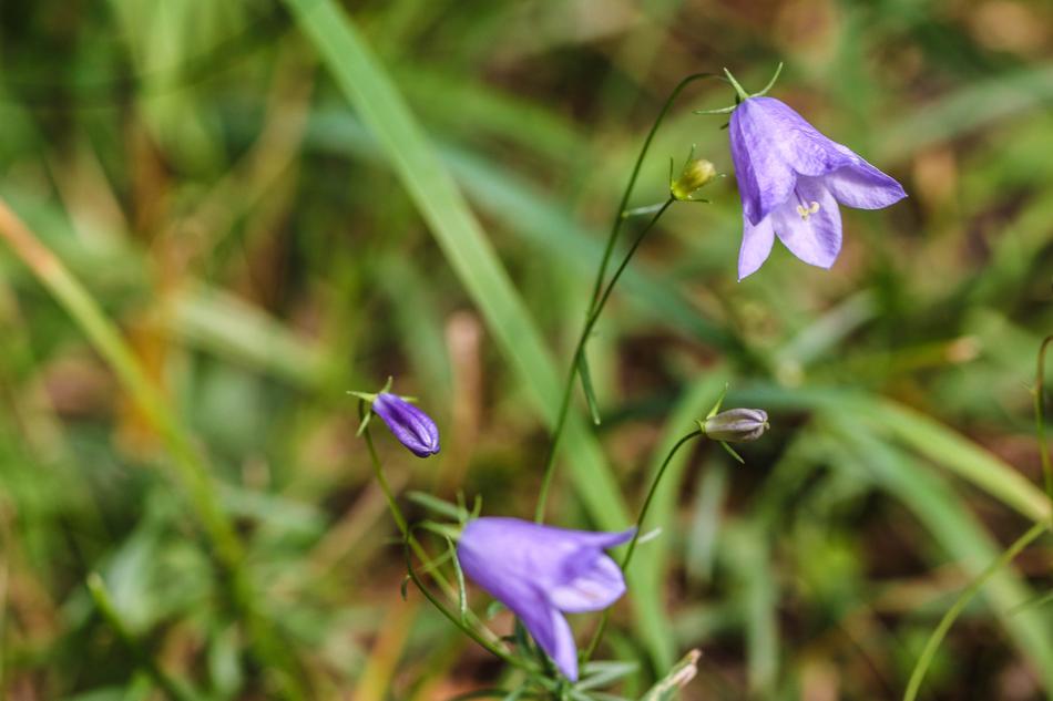little purple flowers are beautiful
