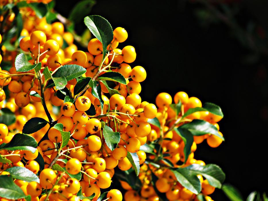 Berries Bush Balls