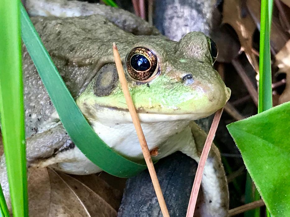 Minnesota Frog Eyes