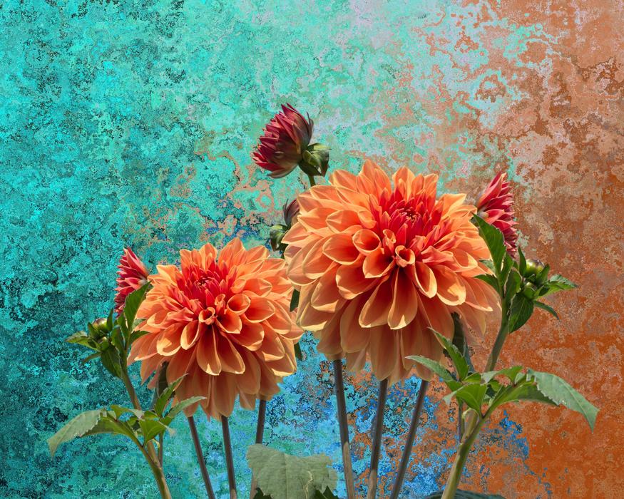 Dahlias Autumn flora