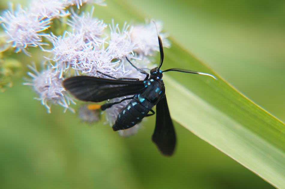 Polinizacion Insects Butterflies
