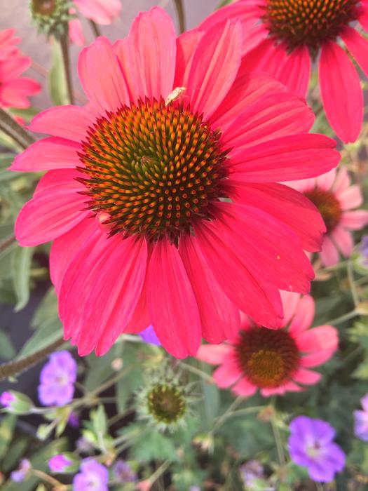Flower Garden