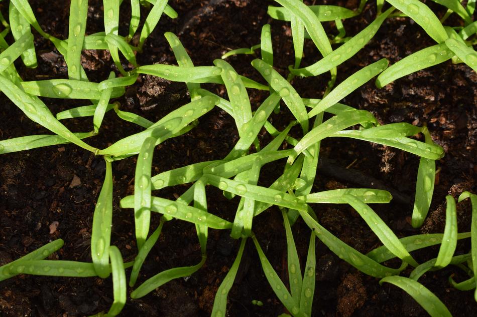 green grass in water droplets