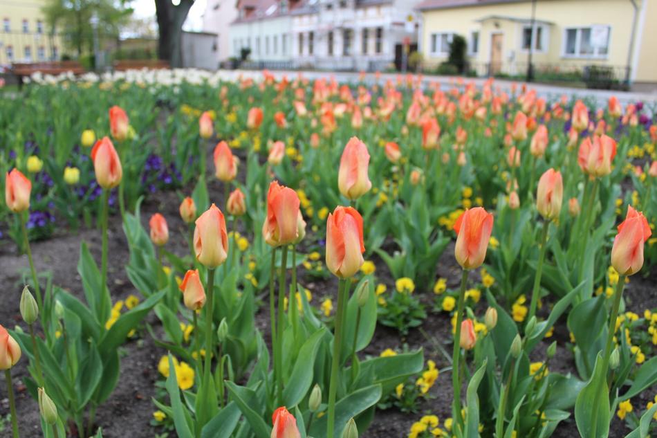 tulips in the garden