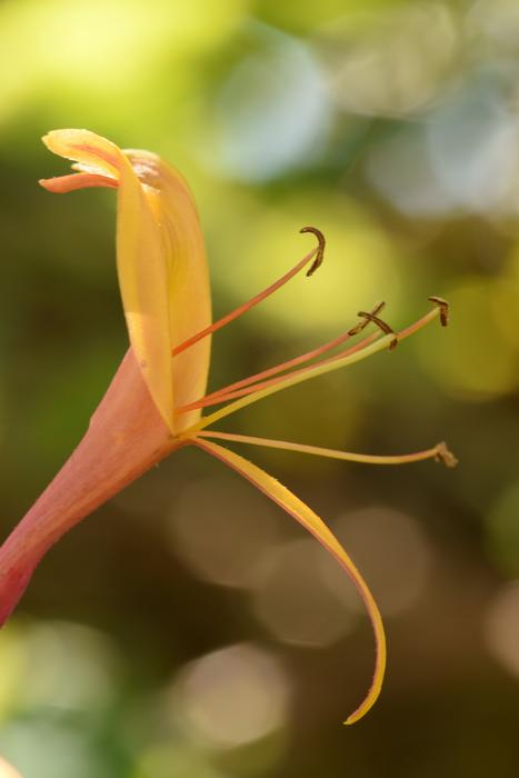 macro photo of yellow flowers pistil