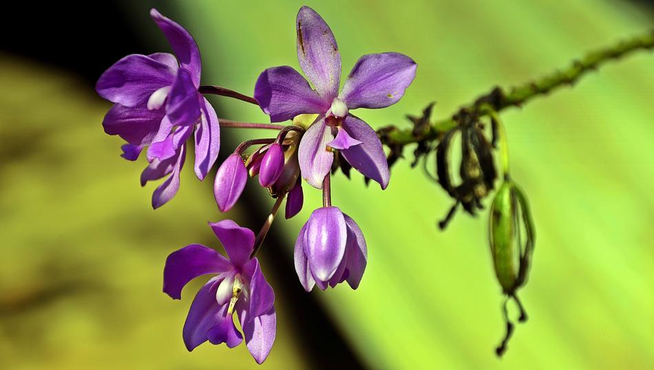 Purple Blossoms twig