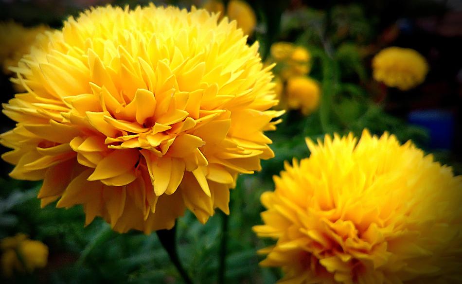 Yellow Flower